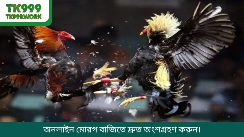 অনলাইন মোরগ বাজিতে দ্রুত অংশগ্রহণ করুন।