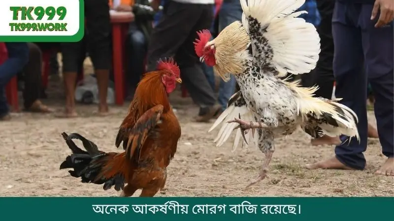 অনেক আকর্ষণীয় মোরগ বাজি রয়েছে।