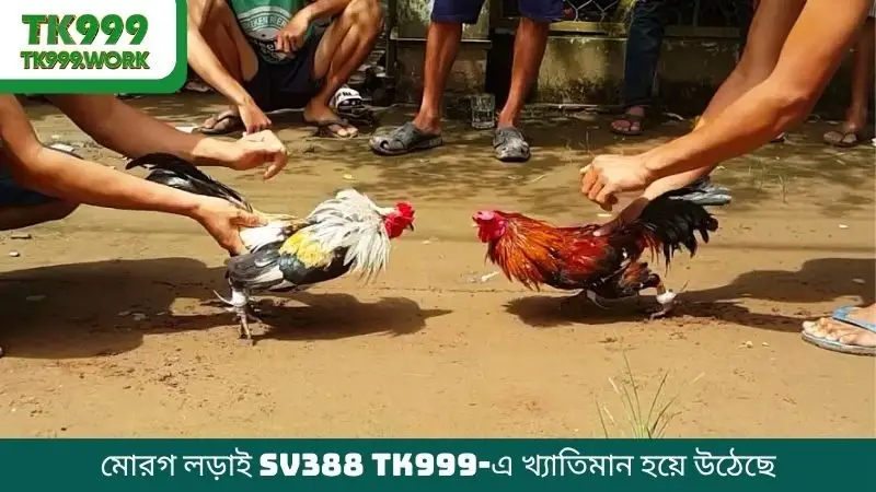 মোরগ লড়াই SV388 TK999-এ খ্যাতিমান হয়ে উঠেছে