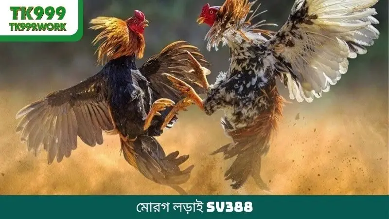 মোরগ লড়াই SV388