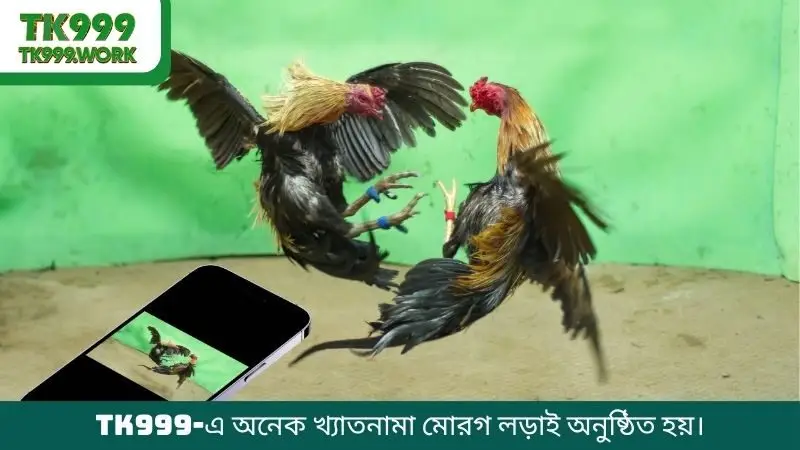 TK999-এ অনেক খ্যাতনামা মোরগ লড়াই অনুষ্ঠিত হয়।